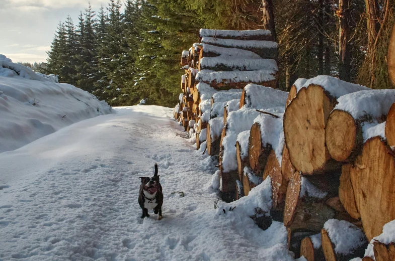 a dog that is walking on some snow