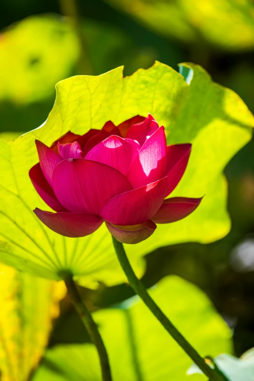 a single pink flower sits atop leaves on the water