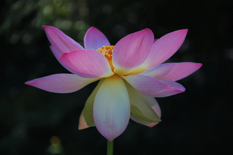 a blooming flower sits alone in the sunlight