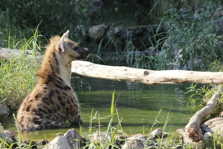 a ze sitting by a log and water