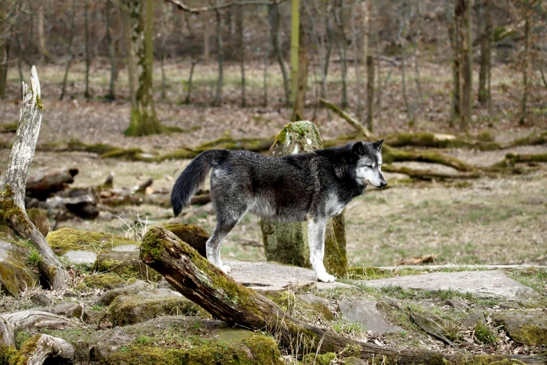 an image of a wolf in the woods