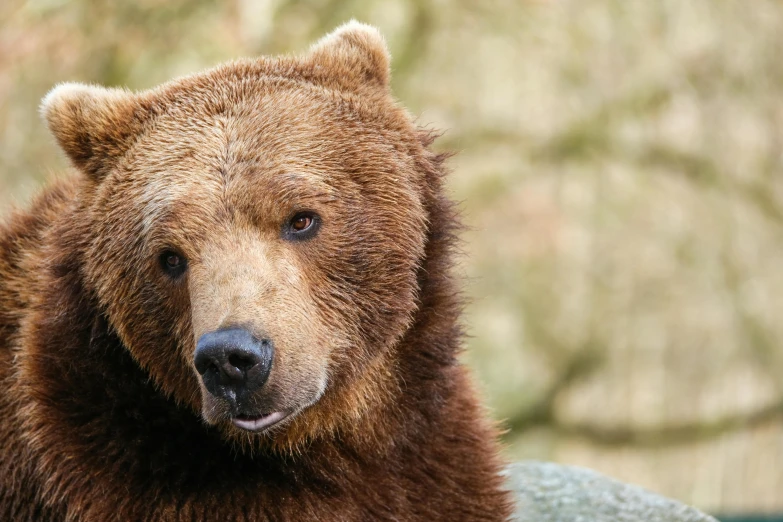 a close up image of a brown bear looking forward