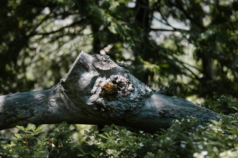 a large tree nch with a small bird nest on top