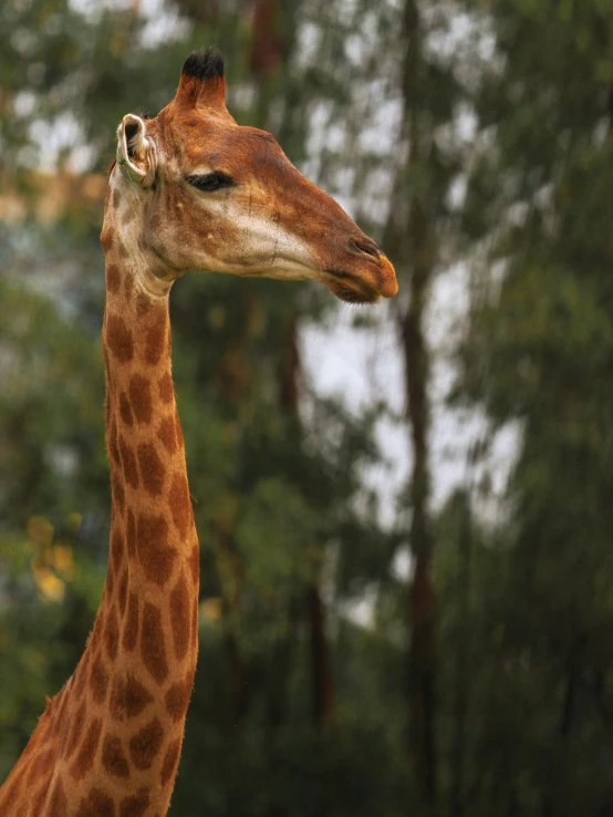 a giraffe that is standing in front of trees