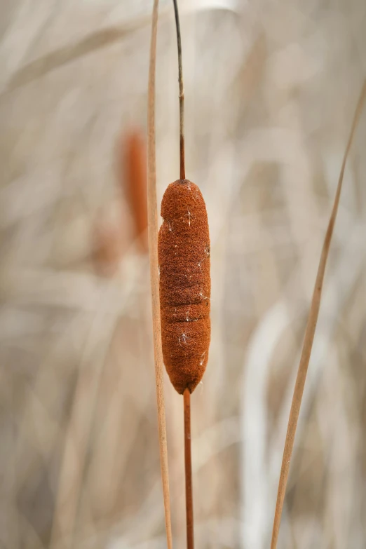 a brown insect is walking around in the grass