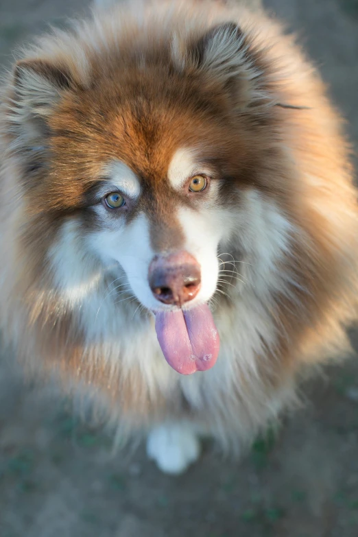 a dog with blue eyes and a red and white tongue