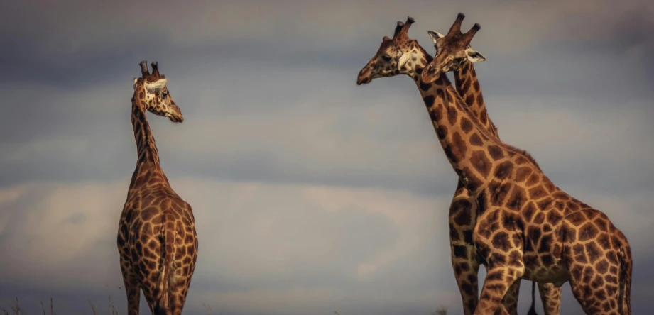 three giraffes standing in the grass under a cloudy sky