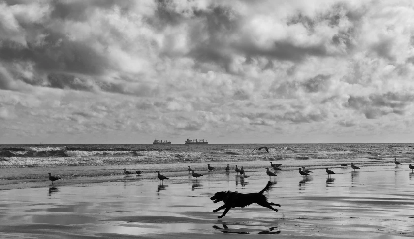 the dog is running through a crowded beach