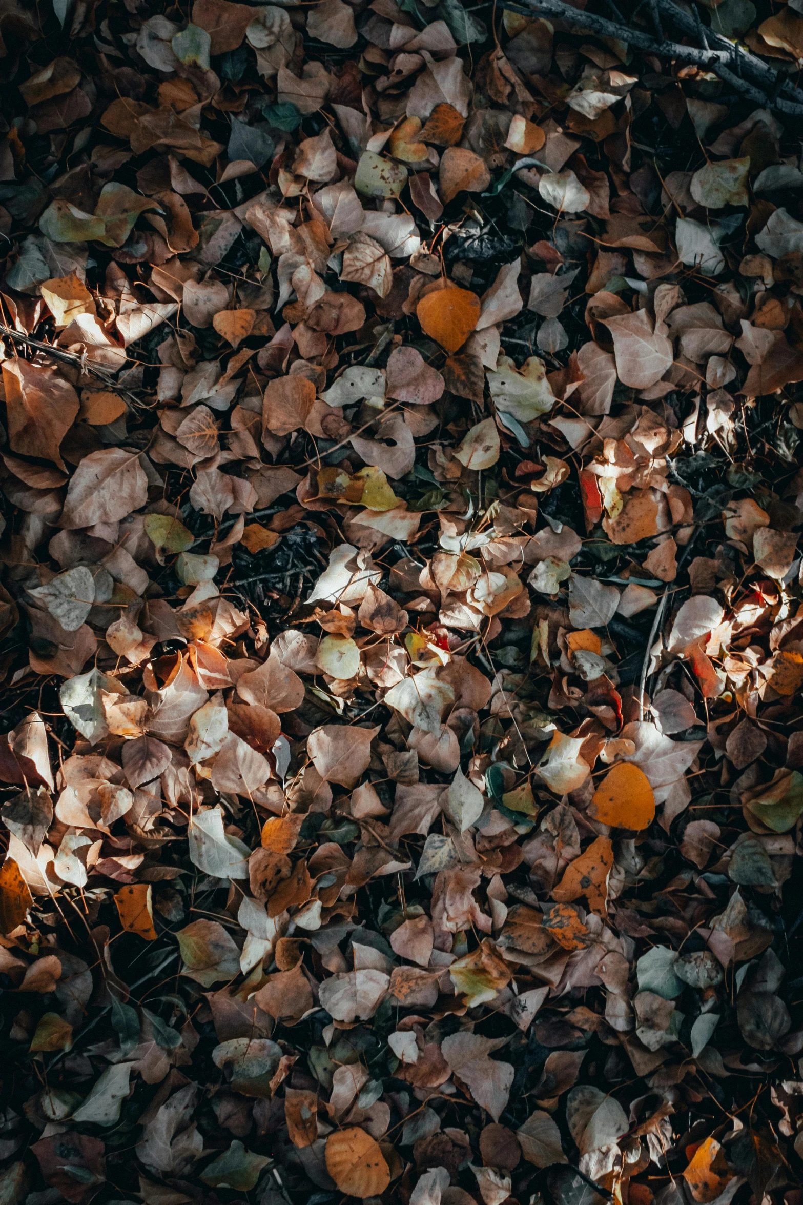 some leaves and rocks in a pile with one light on