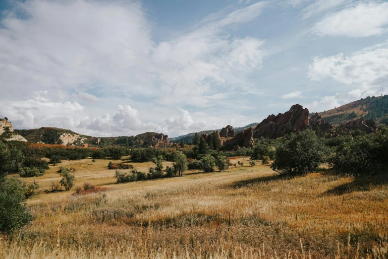 landscape of a dry field with rocks and trees