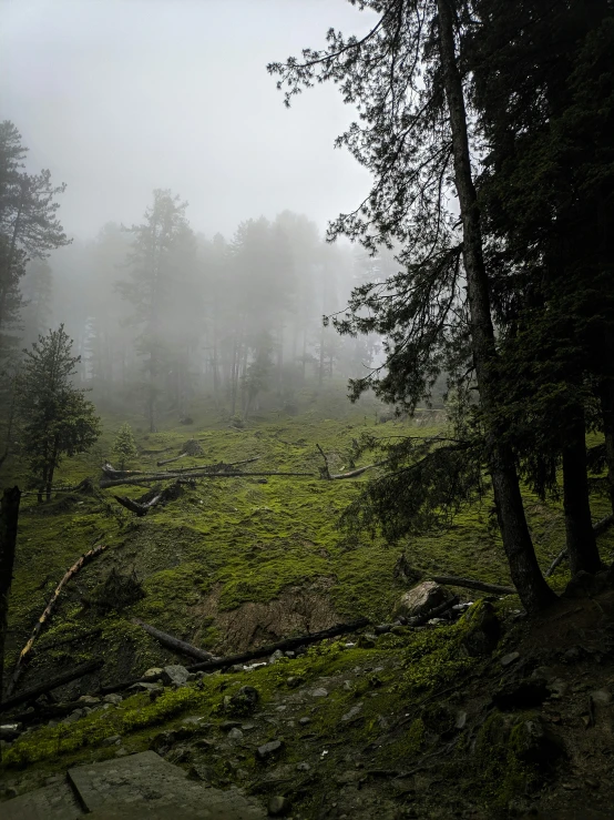 the animals are standing in a field of tall trees