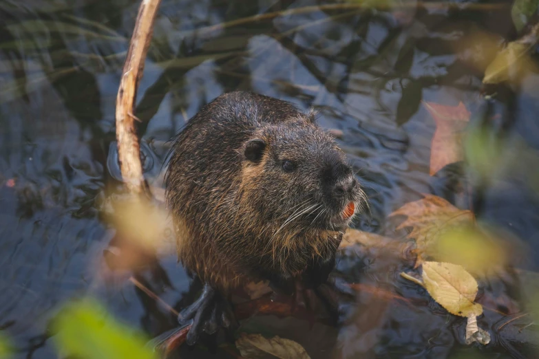 there is a otter swimming in the water