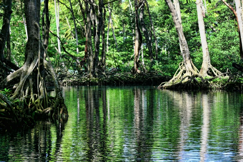 some trees that are in the water and the reflection is of them