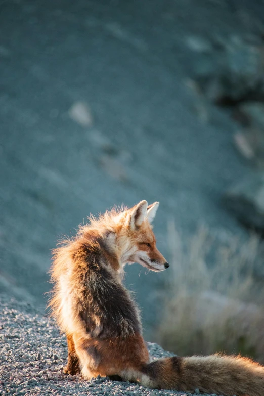 a fox is sitting on the ground, looking around