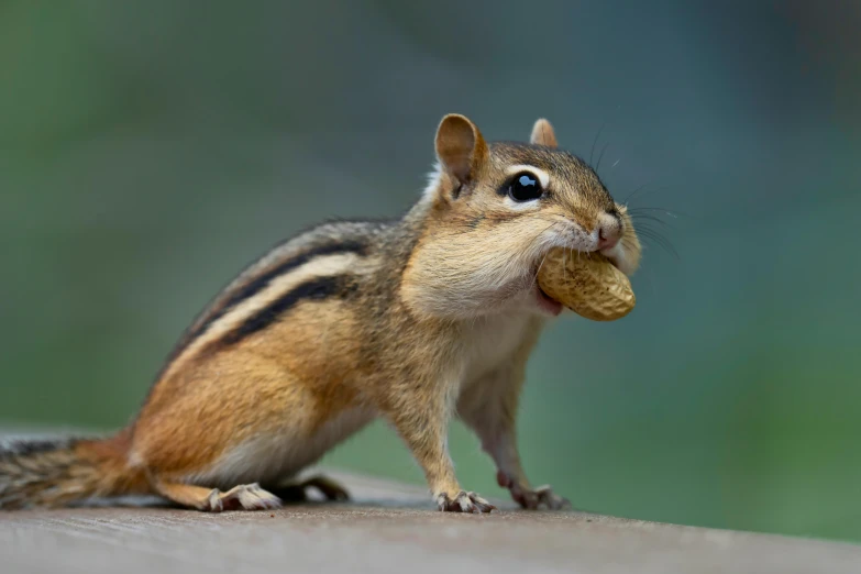 a squirrel eating soing with its nose open