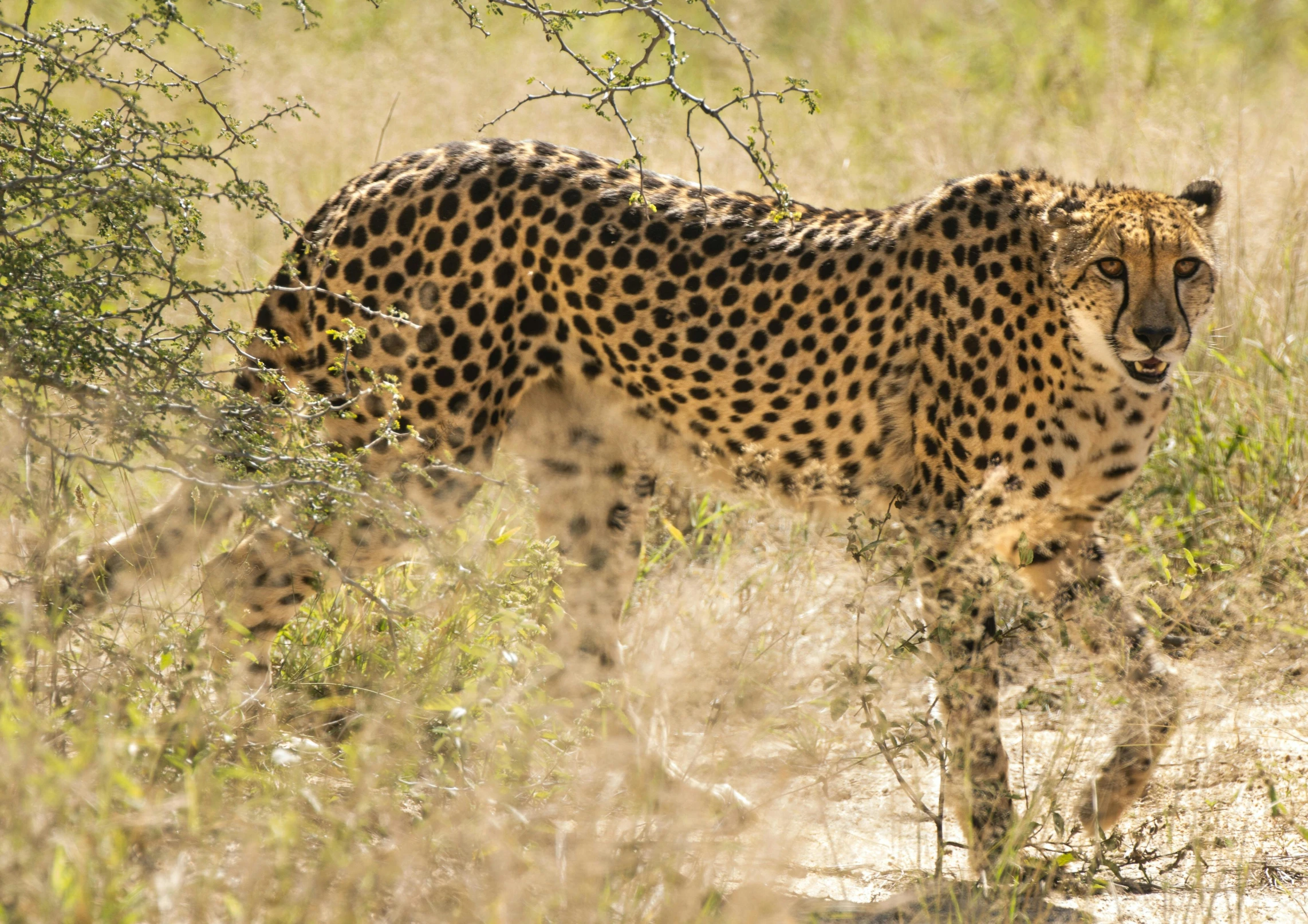 a cheetah walking around a field in the wild