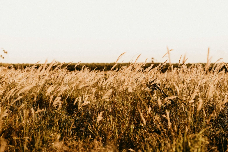 a field with grass blowing in the wind