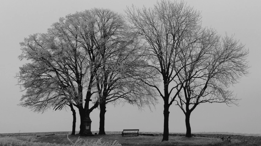 two trees are shown with the fog over them