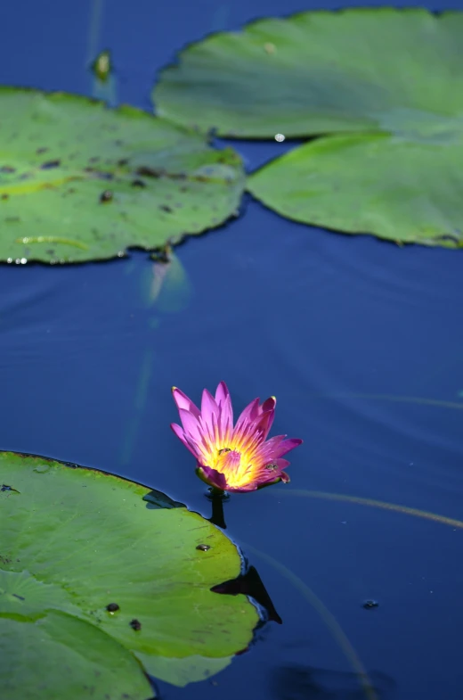 a small pink water lily floating on top of a body of water