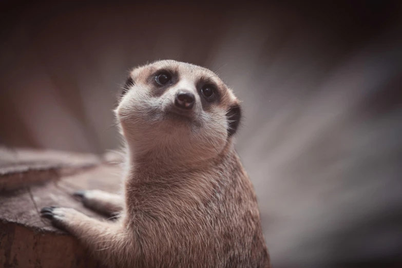 a meerkat sitting on top of a wooden structure