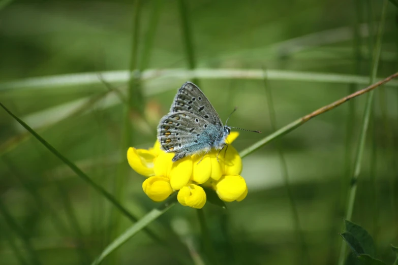 the small blue erfly is resting on the yellow flowers