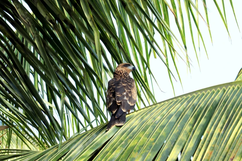 a bird is perched on a palm tree nch