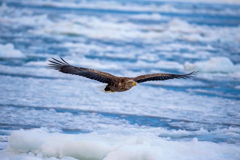 a bird flying through the air over an ice covered body of water