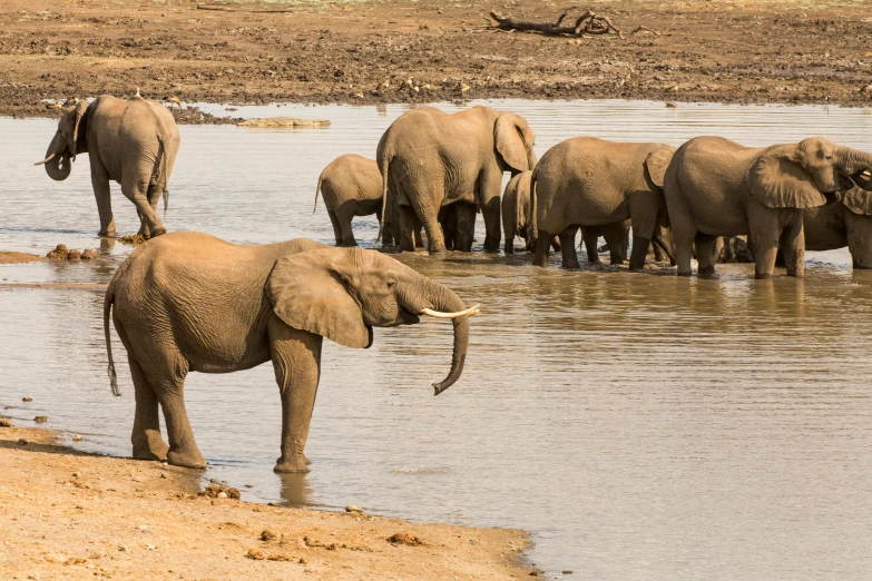 a group of elephants are drinking from the water