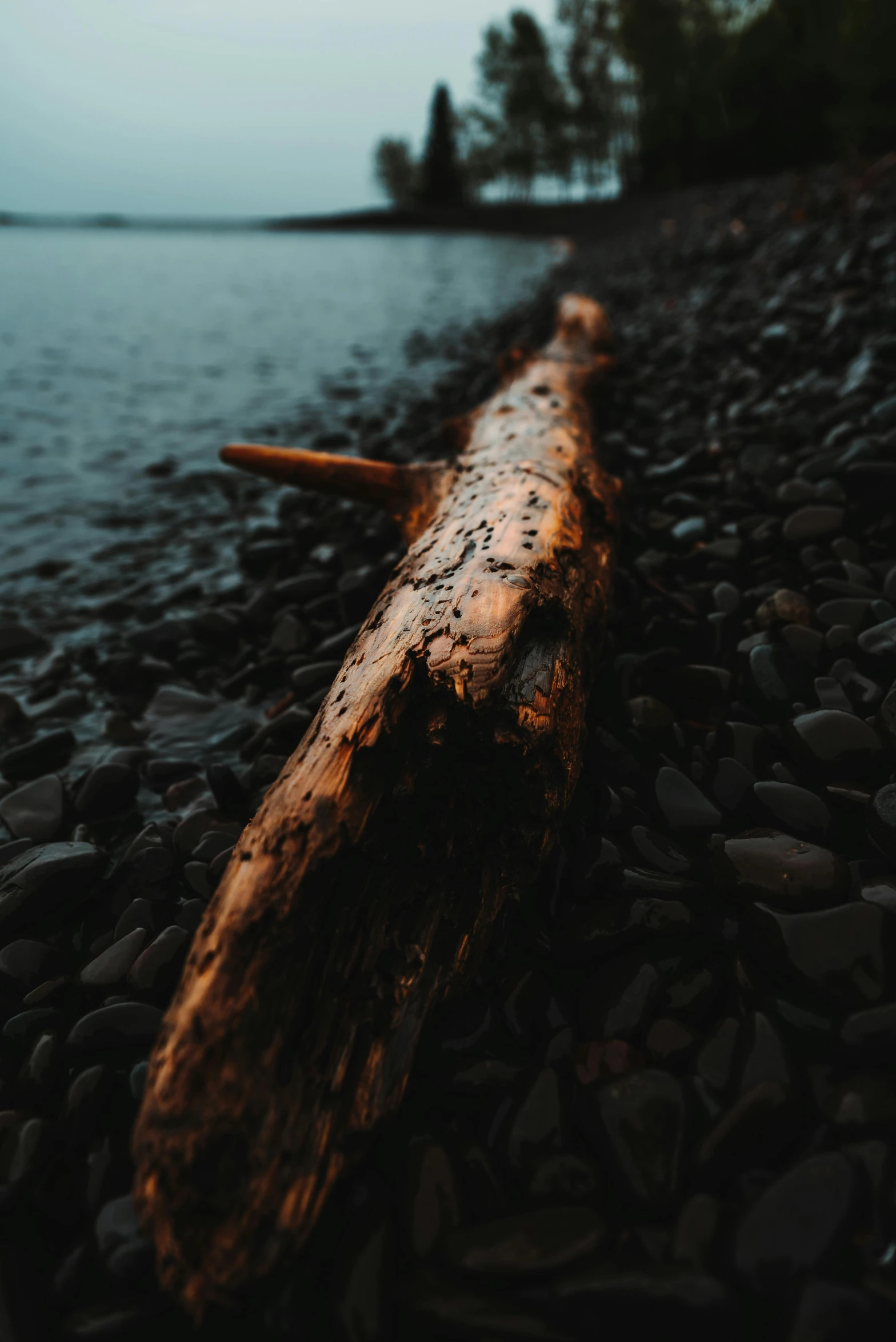 a log sitting on the beach covered in pebbles