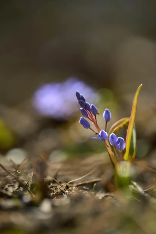 small lavender flowers are blooming in the forest