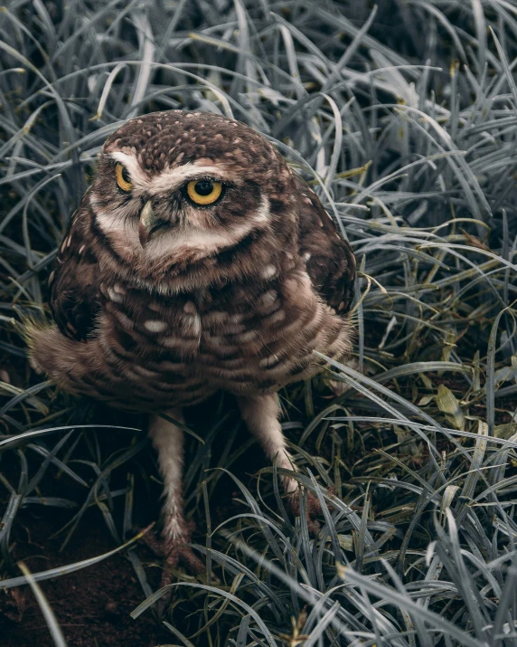 a bird sitting on top of a pile of grass