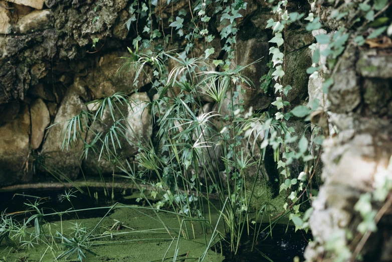 trees and grass near a rock wall with water