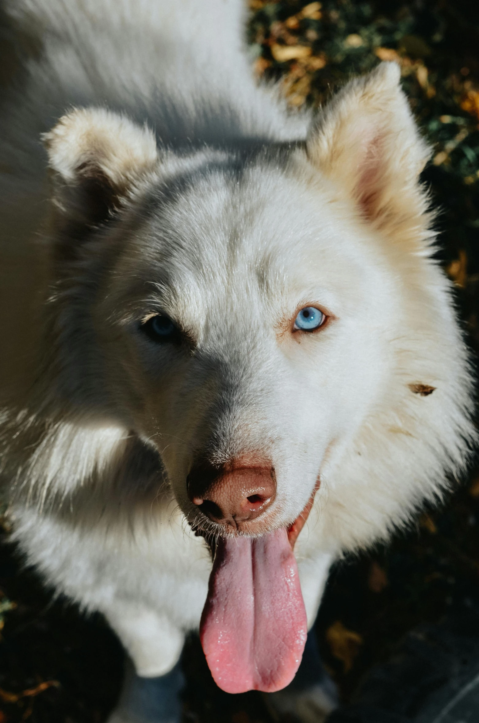 a large white dog with blue eyes sitting on grass