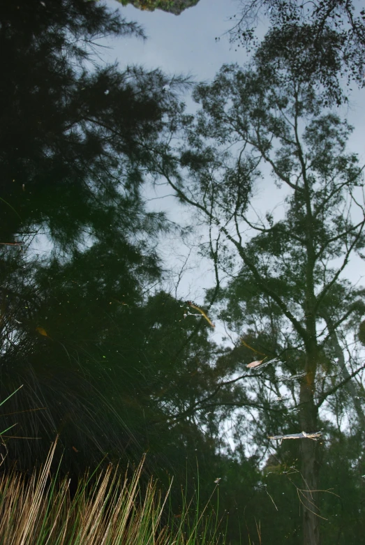 a tree with a sky background as it reflects in the water