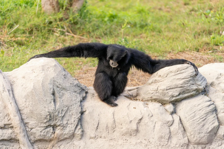 a small black bear laying on top of a rock