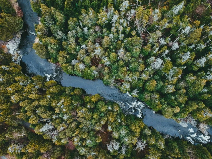 an aerial view of a river running through a pine forest