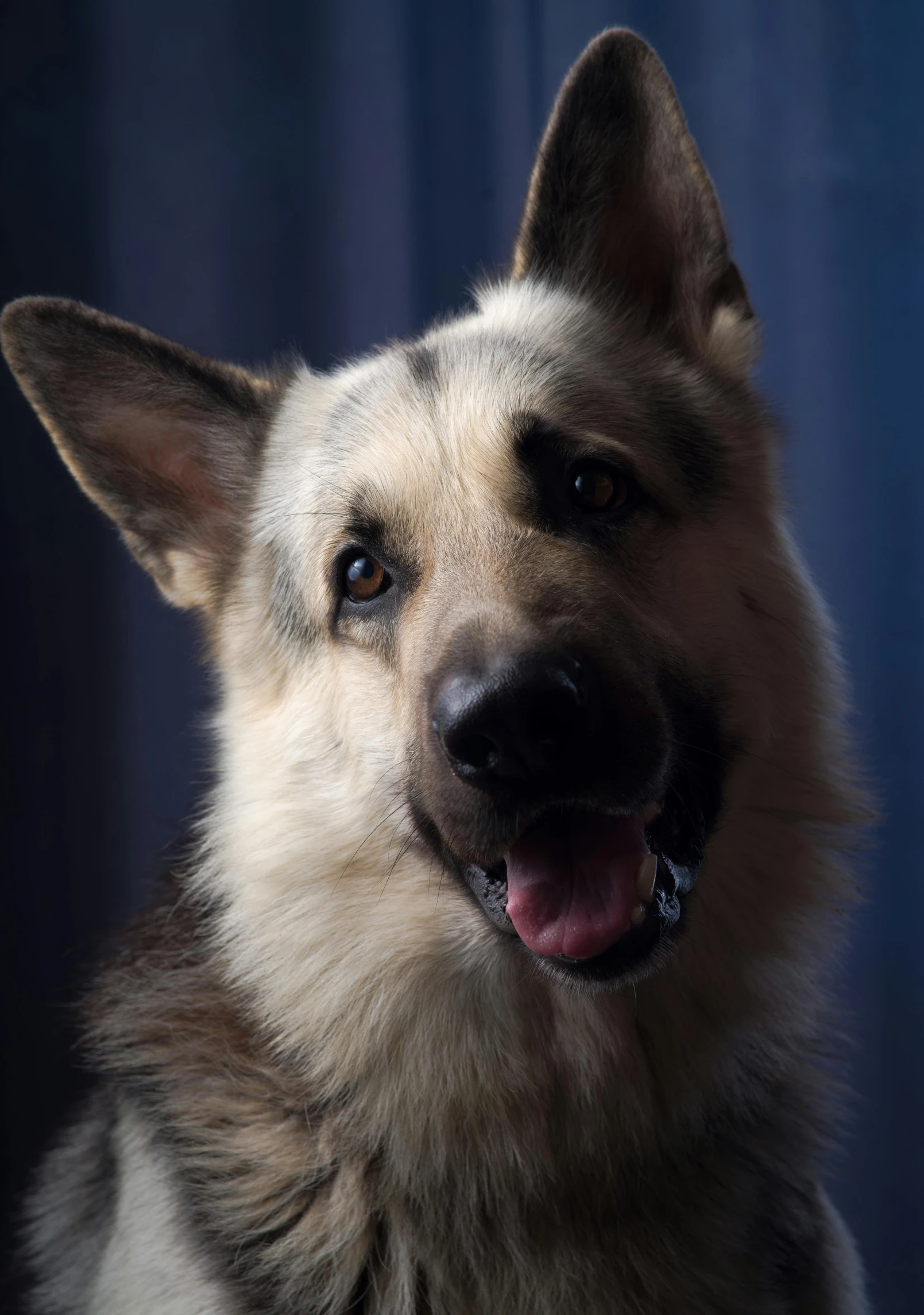 the german shepard is smiling and panting for the camera