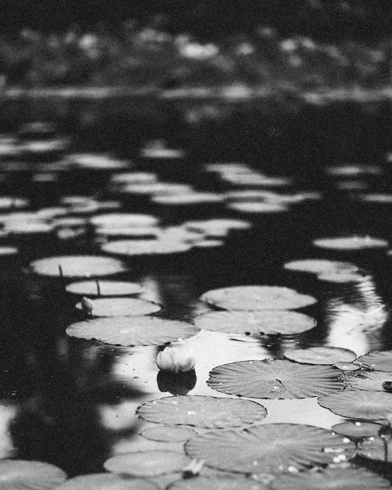 black and white pograph of stone flooring with small plants