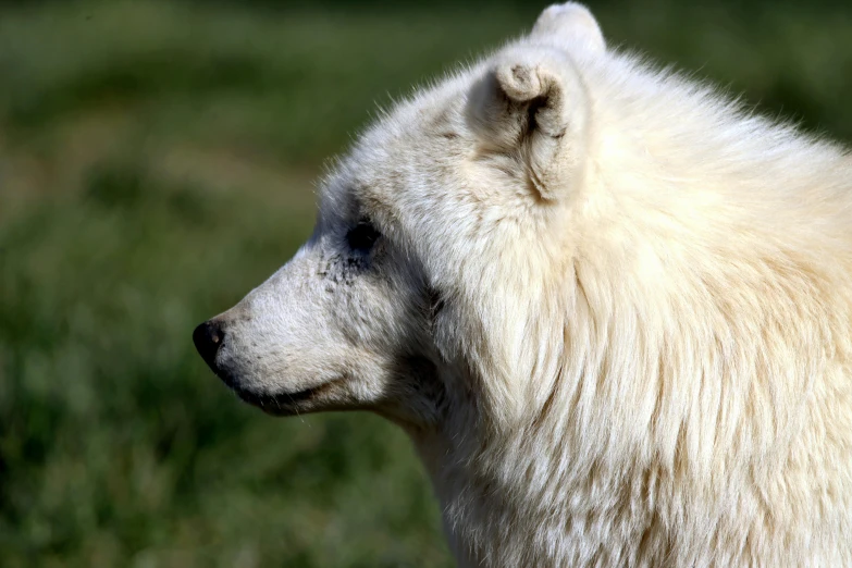 a white polar bear sitting in the grass