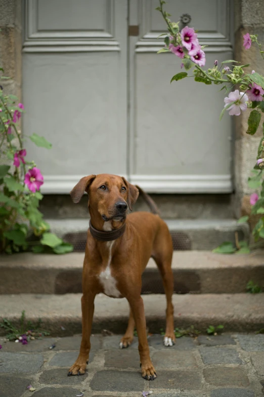 there is a dog that is standing on the cement