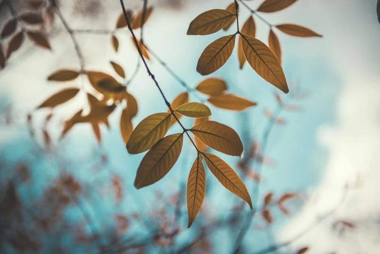 leaves are on a tree nch against a blue sky