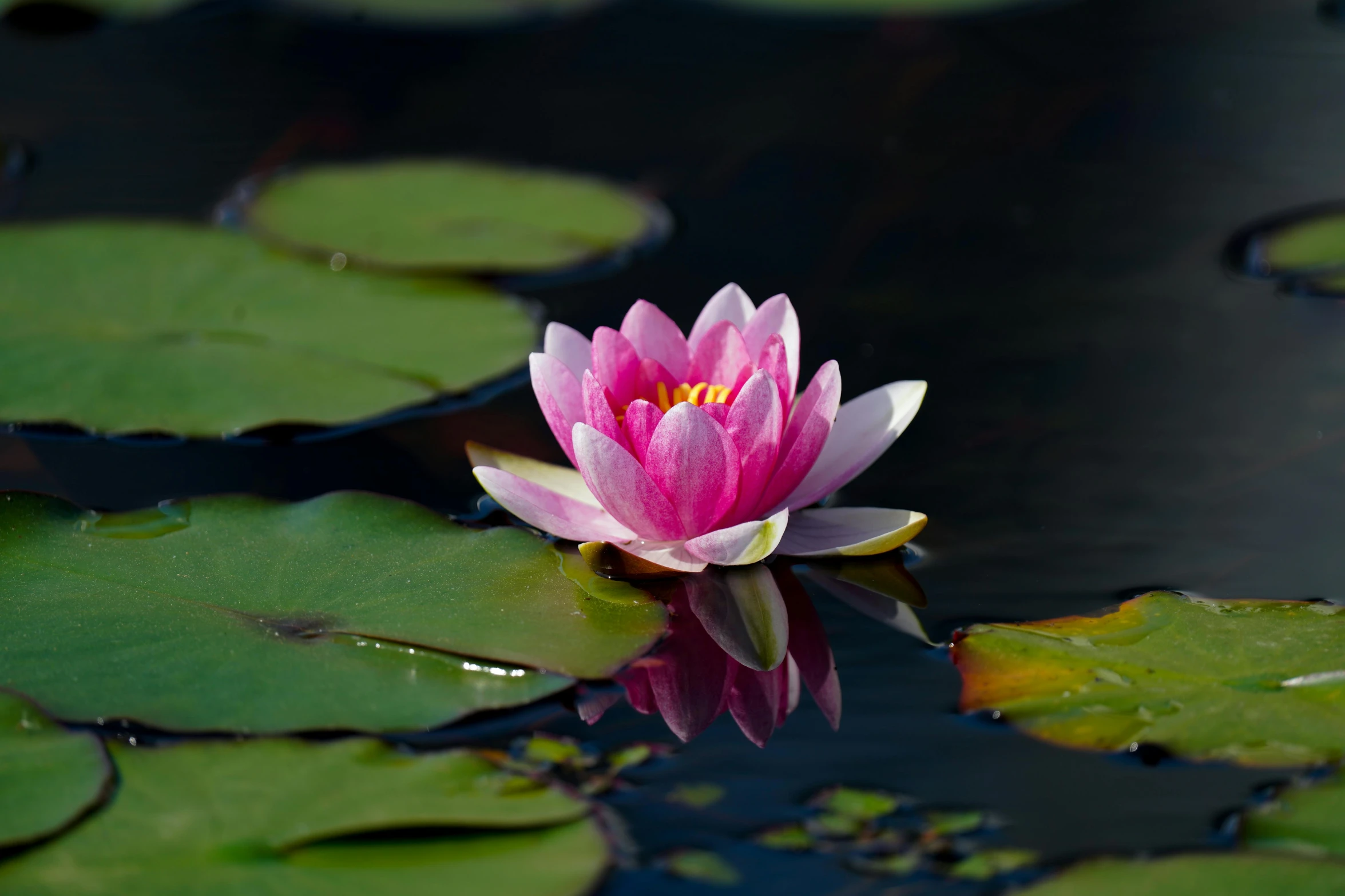 a pink lotus flower with its head in the water