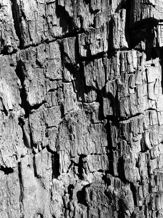 dark black and white pograph of ed tree bark