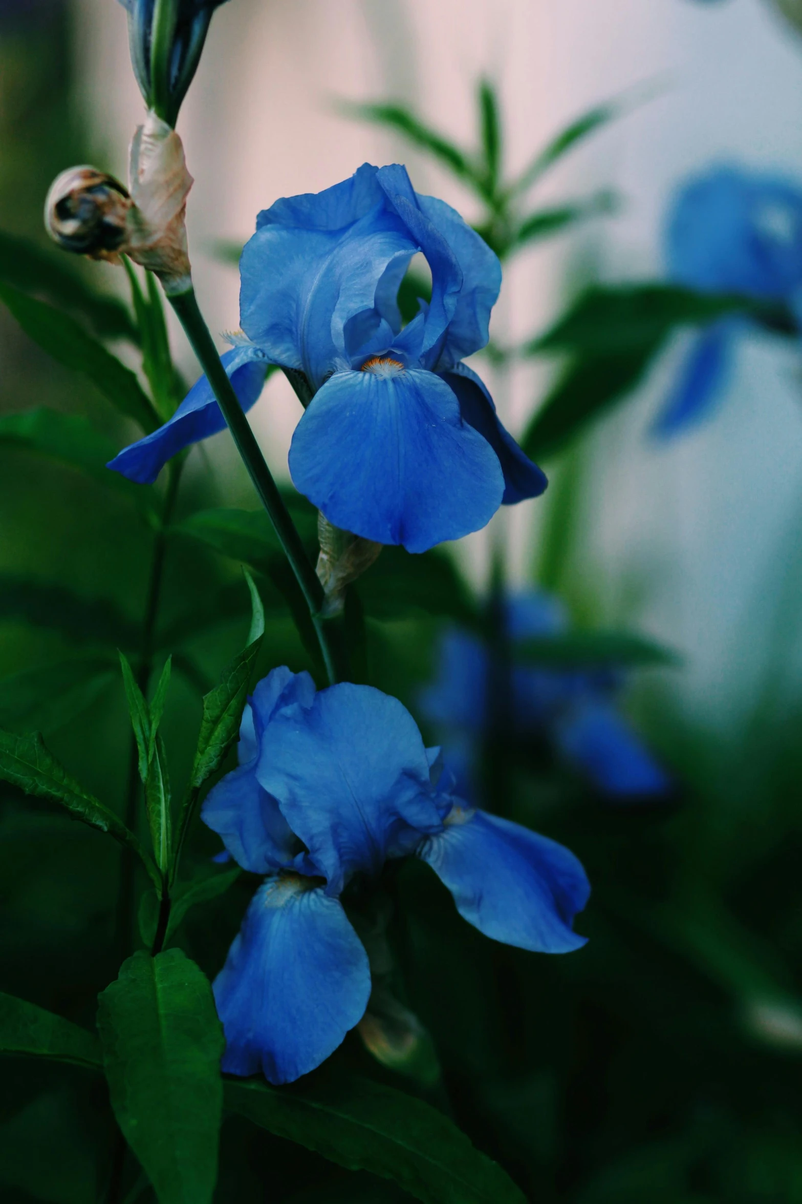 a close up s of a blue flower