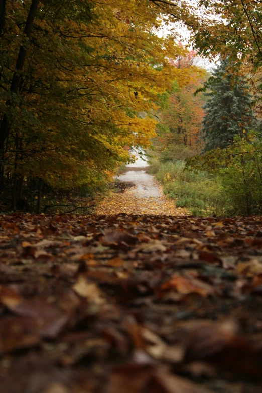 there is a road in the middle of some leaves