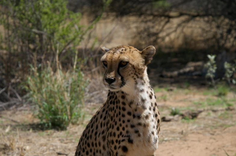 a close up of a cheetah looking away from the camera