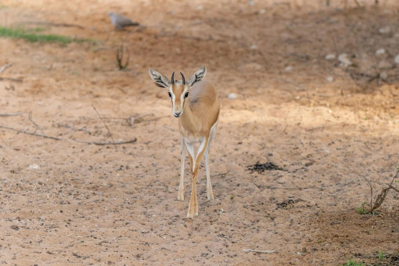 an antelope is looking in different directions at the camera