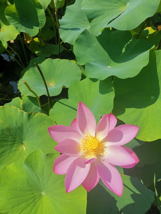 a pink flower with large green leaves around it