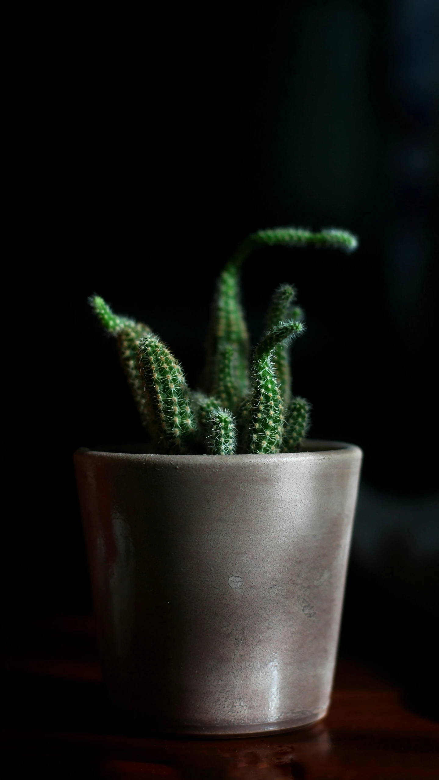 this is a small green plant sitting in a grey pot