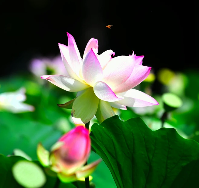 pink flower and yellow petals next to green leaves